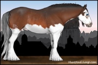 Horse Color:Bay Splash Frame Rabicano