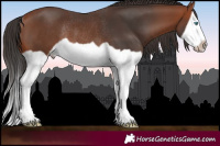 Horse Color:Bay Splash Frame Rabicano 