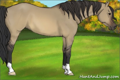 Horse Color:Brown Dun 