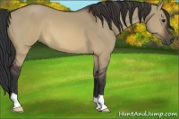 Horse Color:Brown Dun 