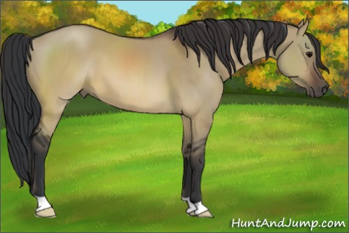 Horse Color:Brown Dun 