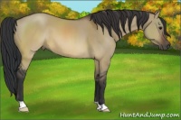 Horse Color:Brown Dun 
