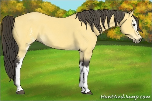 Horse Color:White Spotted Buckskin 
