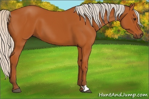 Horse Color:Silver Bay