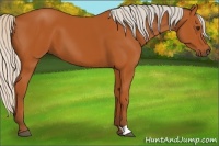 Horse Color:Silver Bay 