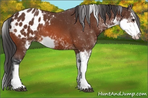 Horse Color:Bay Sabino Appaloosa