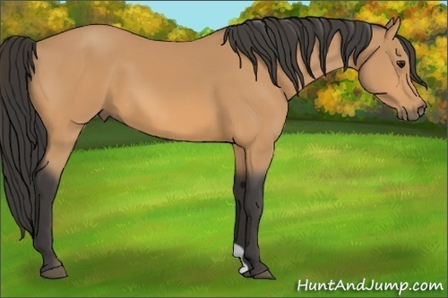 Horse Color:Buckskin 