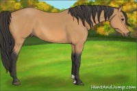 Horse Color:Buckskin 