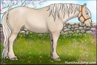 Horse Color:Palomino Pearl
