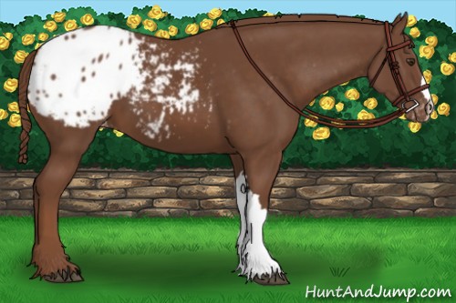 Horse Color:Chestnut Appaloosa 