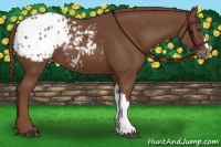 Horse Color:Chestnut Appaloosa