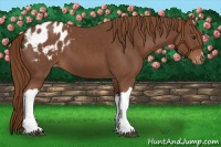 Horse Color:Chestnut Blanket 