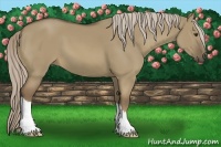 Horse Color:Chocolate Palomino Dun