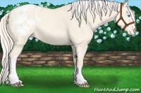 Horse Color:Cremello Dun Varnish