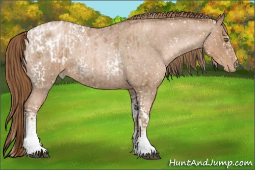 Horse Color:White Spotted Liver Chestnut Pearl Appaloosa  and White Spotted Liver Red Roan Pearl 