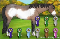 Horse Color:Buckskin Roan Sabino Frame 