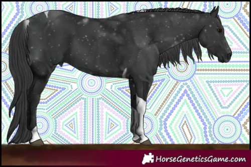 Horse Color:Black Tobiano 