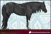 Horse Color:Black Tobiano 