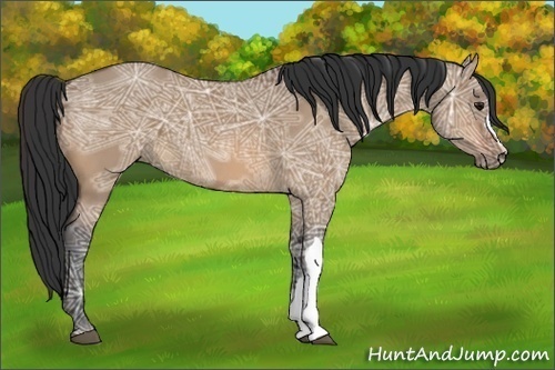 Horse Color:Bay Ice Dun 
