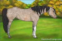 Horse Color:Bay Ice Dun 