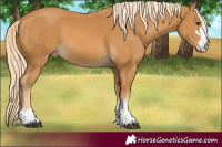 Horse Color:Palomino
