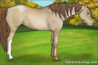 Horse Color:Liver Chestnut Pearl 