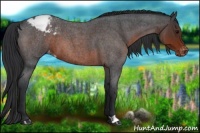 Horse Color:Brown Roan Appaloosa 