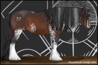 Horse Color:White Spotted Brown 