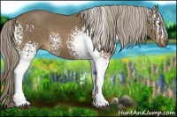 Horse Color:White Spotted Chocolate Palomino