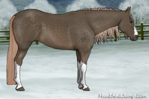 Horse Color:Chocolate Palomino 