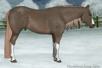 Horse Color:Chocolate Palomino 