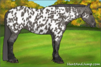 Horse Color:Gray Grullo Appaloosa 