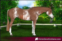 Horse Color:White Spotted Chestnut Sabino