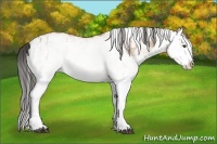 Horse Color:White Spotted Buckskin Splash and White Spotted Buckskin Splash