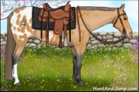 Horse Color:Buckskin Appaloosa
