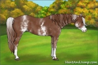 Horse Color:White Spotted Chestnut Sabino