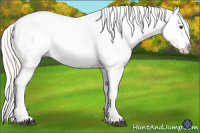 Horse Color:Silver Buckskin Dun Splash Tobiano Frame Appaloosa 