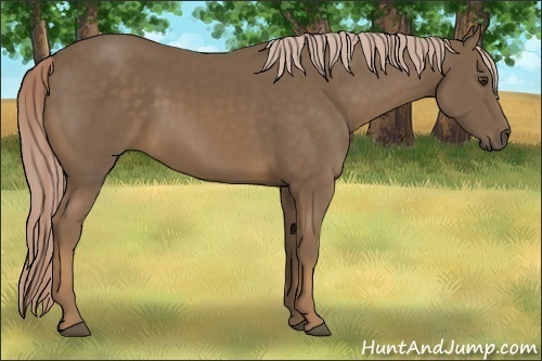 Horse Color:Chocolate Palomino 