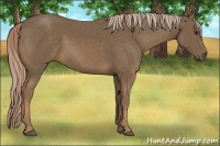 Horse Color:Chocolate Palomino 