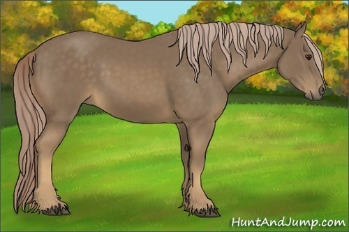 Horse Color:Chocolate Palomino 