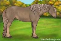 Horse Color:Chocolate Palomino 