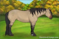 Horse Color:Bay Dun