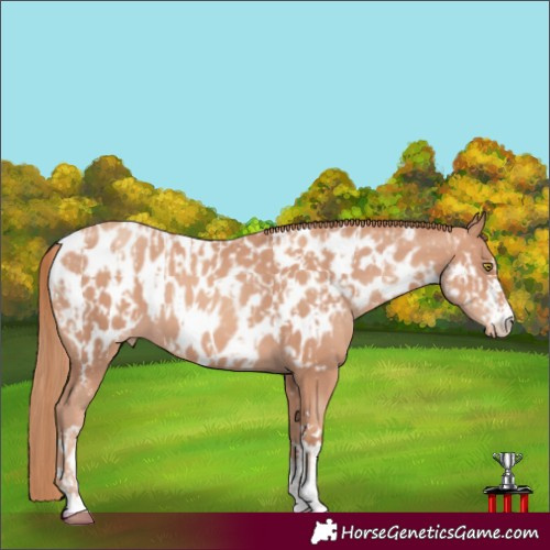 Horse Color:Gold Champagne Near Leopard  and Gold Champagne Near Leopard 