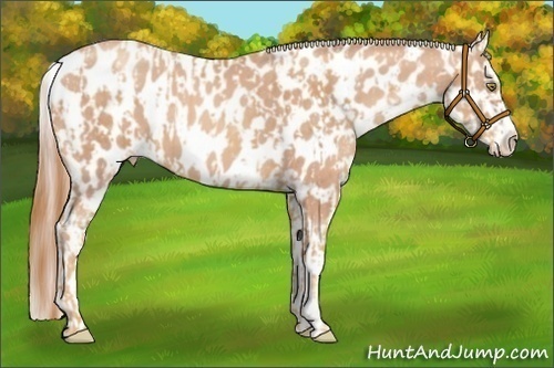 Horse Color:Gold Champagne Appaloosa  and Gold Champagne Appaloosa 
