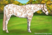 Horse Color:Gold Champagne Appaloosa and Gold Champagne Appaloosa