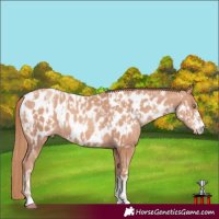 Horse Color:Gold Champagne Near Leopard and Gold Champagne Near Leopard