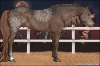 Horse Color:Liver Chestnut Sabino