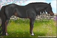 Horse Color:Liver Chestnut Sabino