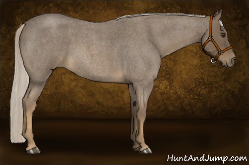 Horse Color:Chocolate Palomino Roan 