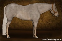 Horse Color:Chocolate Palomino Roan